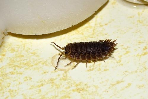 Porcellio dilatatus